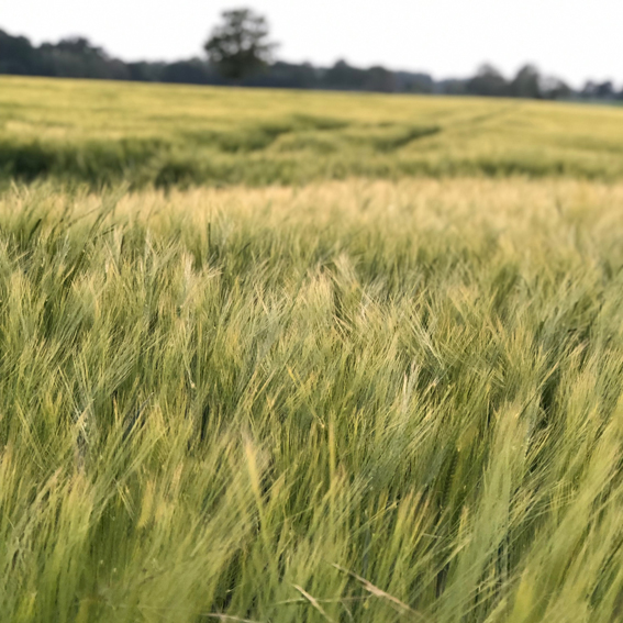 Feld